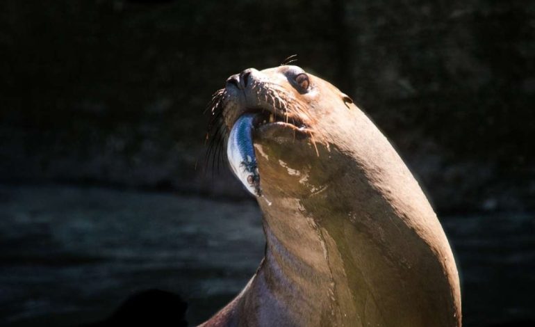 Decenas de turistas gritan aterrorizados mientras los leones marinos se enfadan