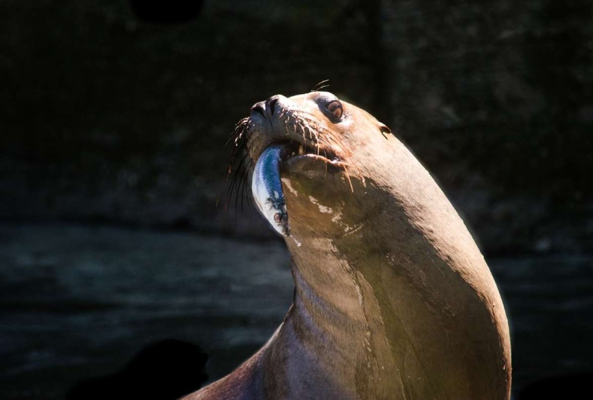 Decenas de turistas gritan aterrorizados mientras los leones marinos se enfadan